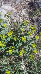 Euphorbia glareosa