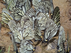 Graphium parus