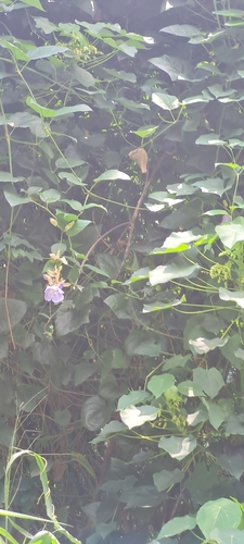 Thunbergia laurifolia observed 2026-06-17