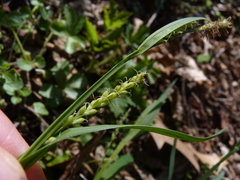 Carex laxiflora