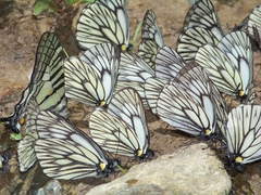 Graphium parus