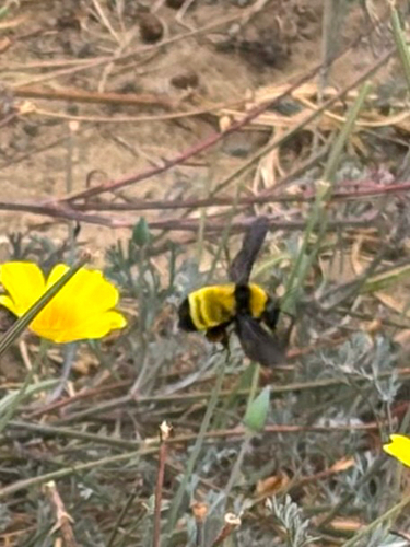 Sonoran Bumble Bee
