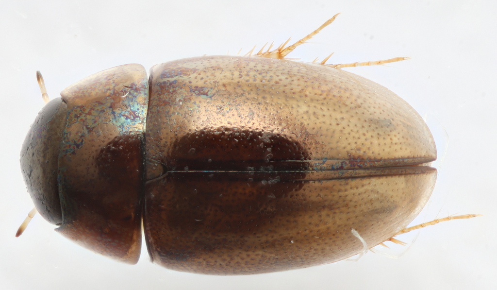 Paracymus rufocinctus