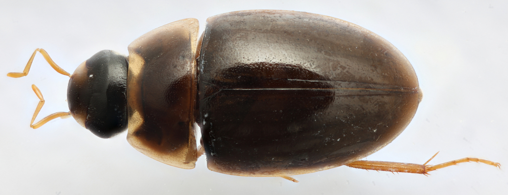 Enochrus pseudochraceus
