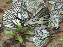 Graphium parus