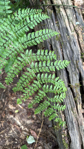 intermediate wood fern