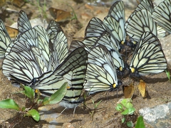 Graphium parus