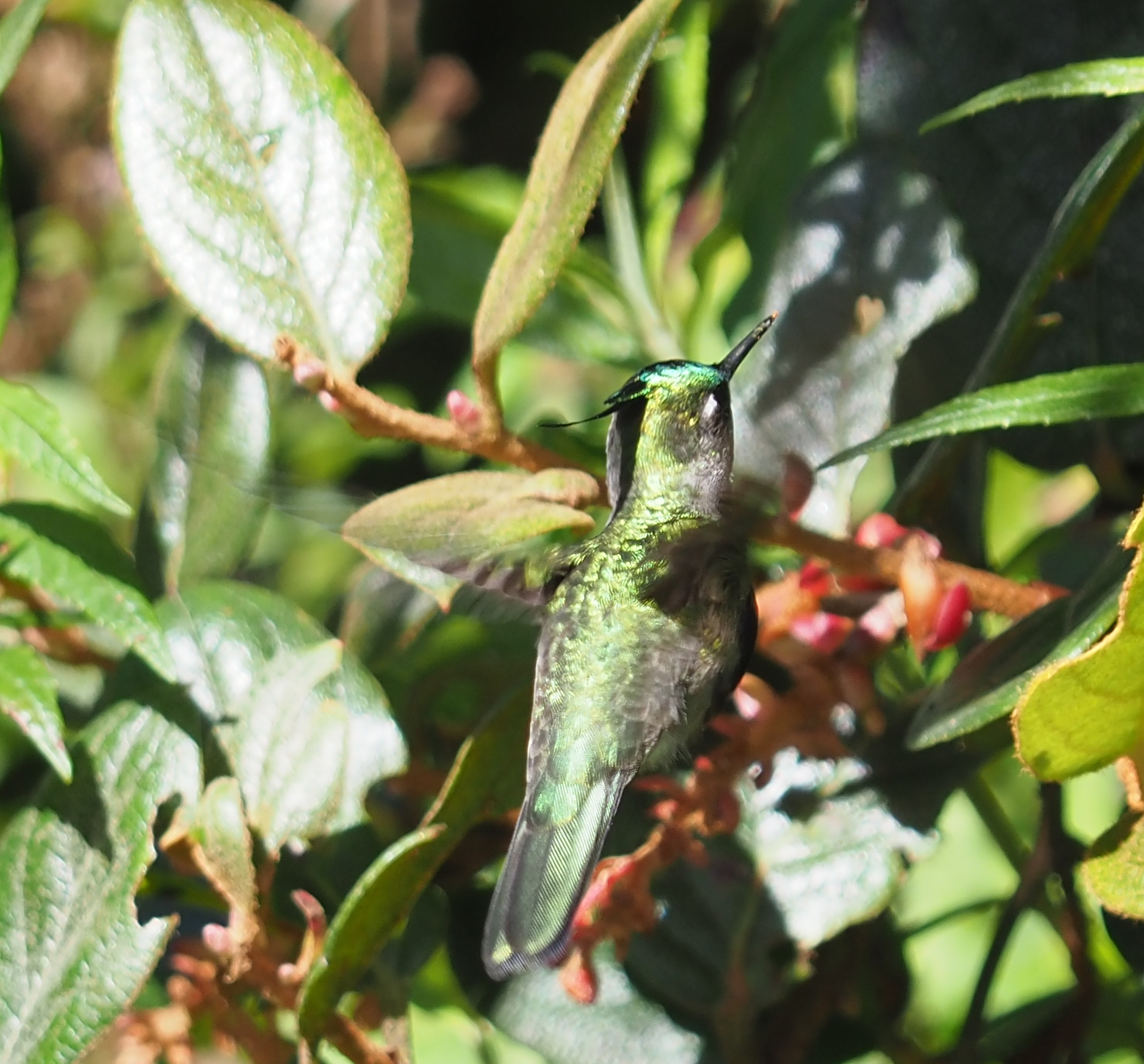 Green-crowned Plovercrest (Stephanoxis lalandi), photo 4