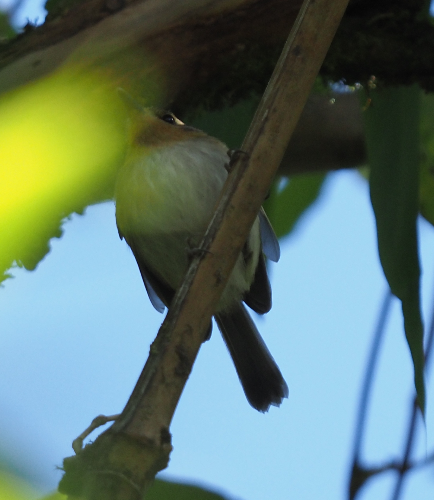Ochre-faced Tody-Flycatcher (Poecilotriccus plumbeiceps), photo 9