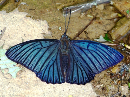 Dichorragia nesseus