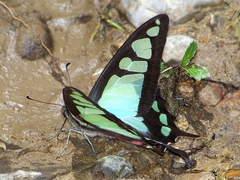 Graphium cloanthus