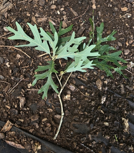 White Oak