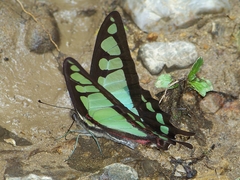 Graphium cloanthus