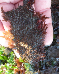 Chondracanthus