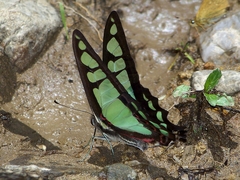 Graphium cloanthus