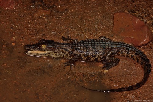 Nile Crocodile