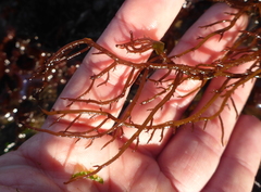 Gracilariopsis