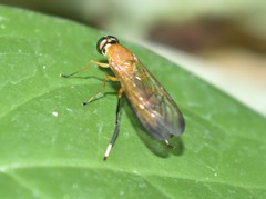 Ptecticus testaceus