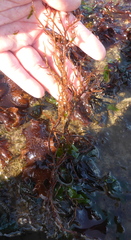 Gracilariopsis