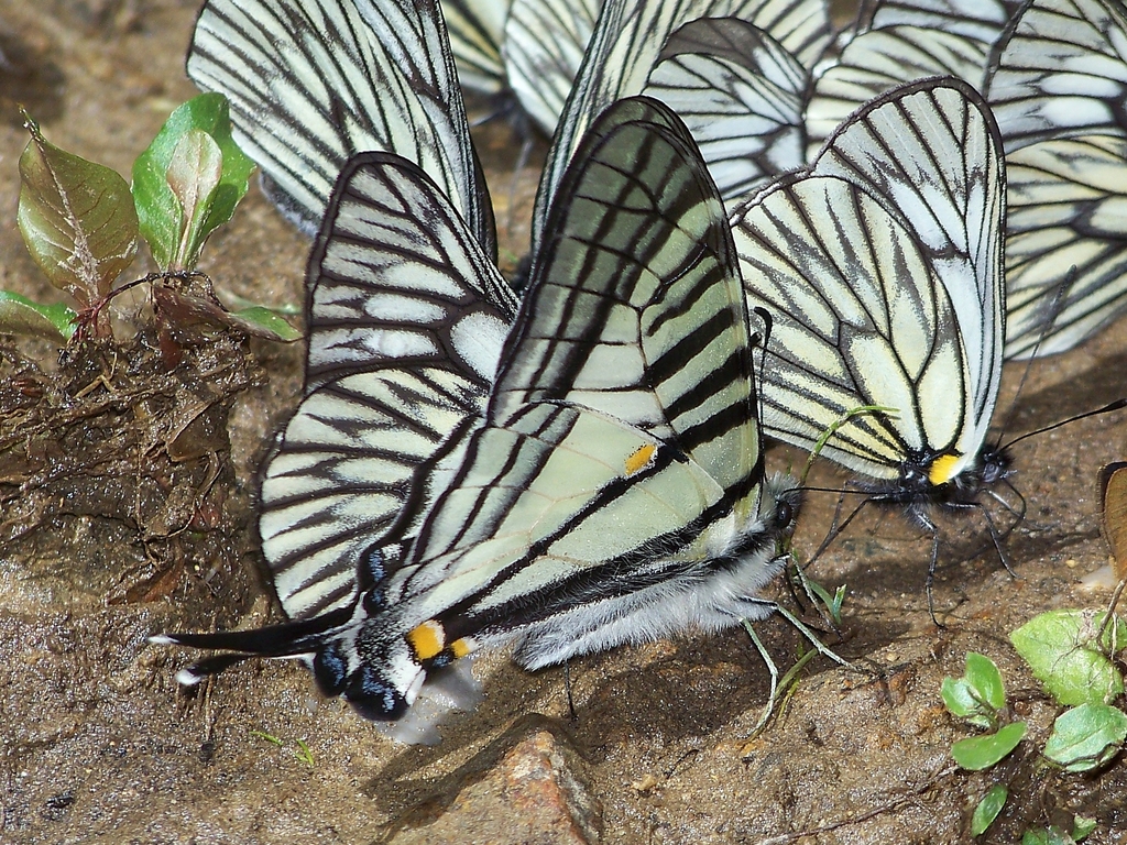 subalpine swordtail butterfly