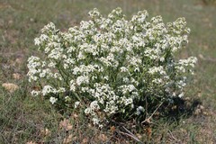 Crambe aspera