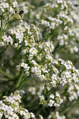 Crambe aspera
