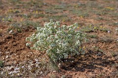 Crambe aspera