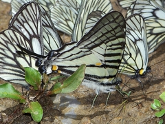 Graphium parus