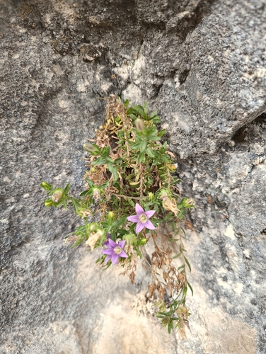 Campanula numidica (Campanula numidica)