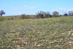Genista albida