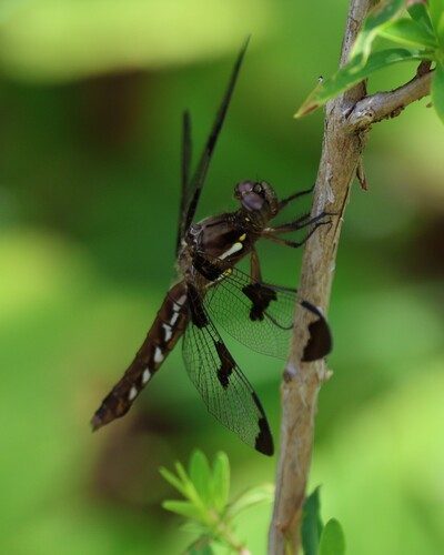 Common Whitetail