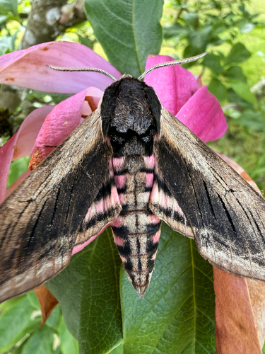 Privet Hawkmoth