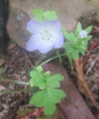 (c) Linda Jo Conn, some rights reserved (CC BY) Nemophila phacelioides, photograph (c) Linda Jo Conn, some rights reserved (CC BY)