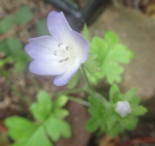 Nemophila phacelioides, photograph 2