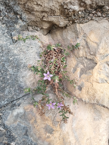 Campanula numidica (Campanula numidica)