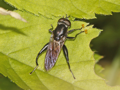Chalcosyrphus piger