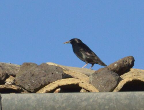 Spotless Starling