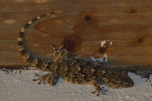 Moorish Gecko