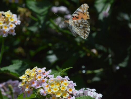 Painted Lady