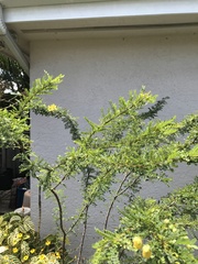 Senna polyphylla