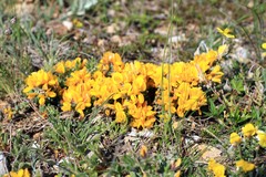 Genista albida