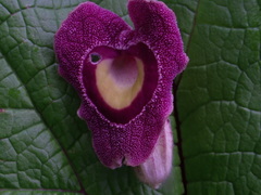 Aristolochia foetida