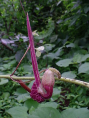 Aristolochia foetida