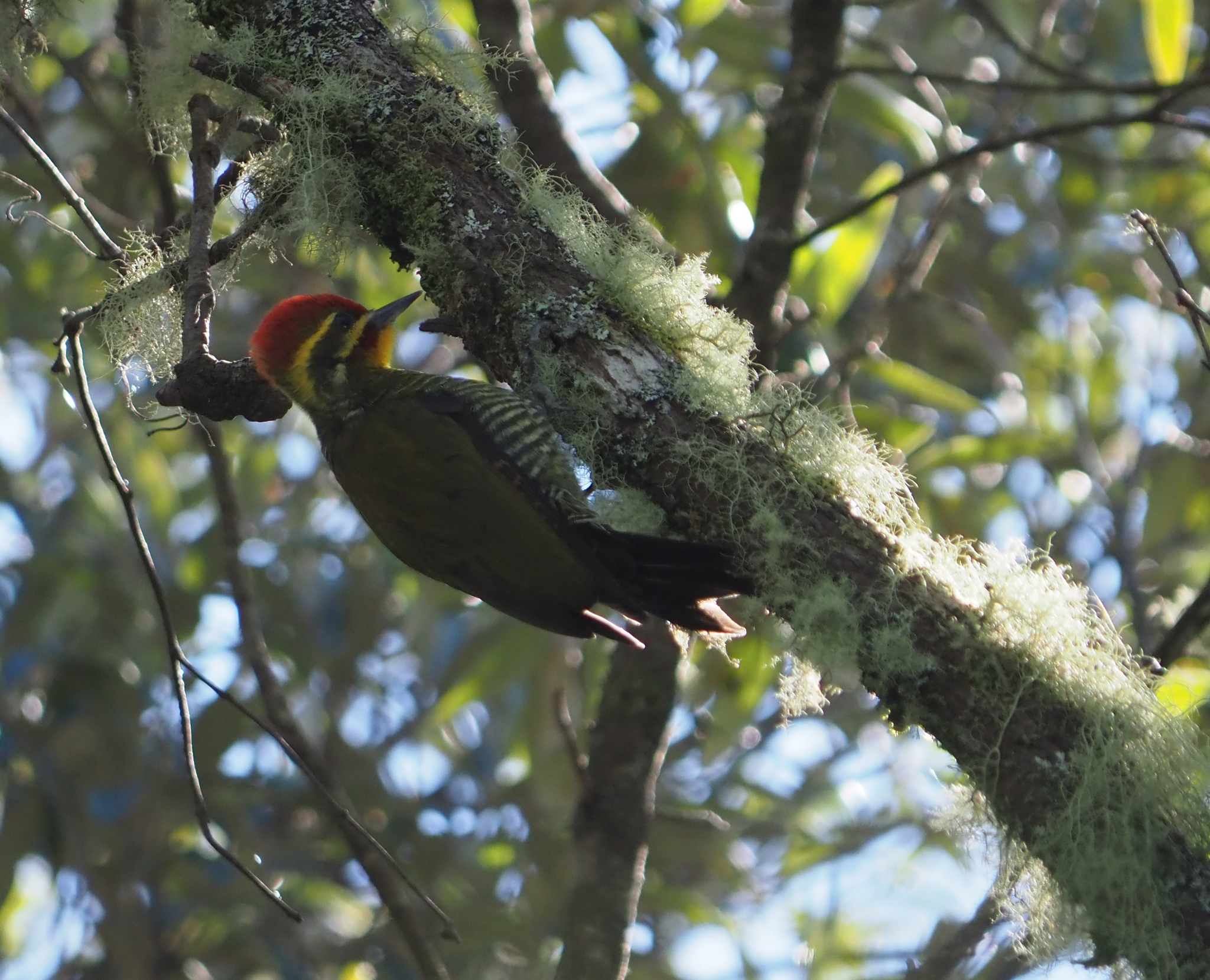Yellow-browed Woodpecker (Piculus aurulentus), photo 7