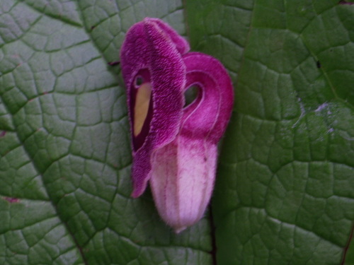 Image of Aristolochia foetida by (c) Arturo Castro Castro, some rights reserved (CC BY)