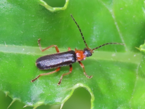 Cantharis flavilabris, Pijnacker, Nederland, photo 8 of 10