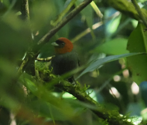 Chestnut-headed Tanager (Thlypopsis pyrrhocoma)