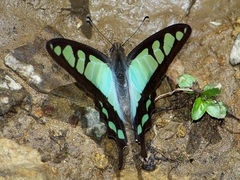 Graphium cloanthus
