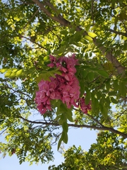 Robinia neomexicana