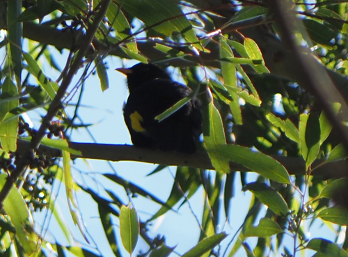 Black-and-gold Cotinga (Lipaugus ater)